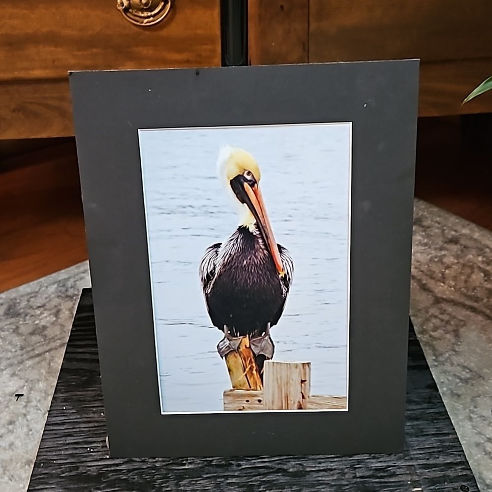 Carol Furman Pelican Photograph Matted Art Coastal Beach Decor